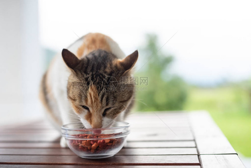 猫咪在桌上碗里吃图片