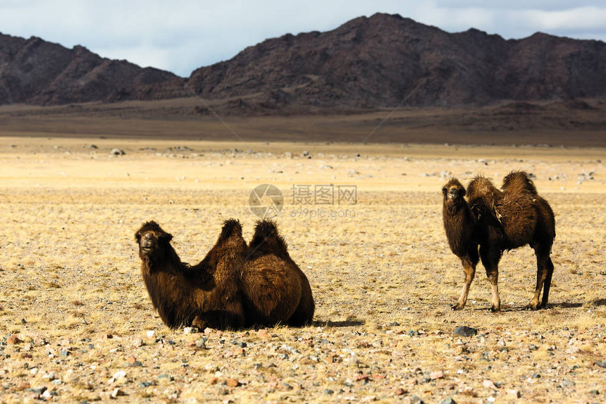 蒙古西部山麓草原上的骆驼图片