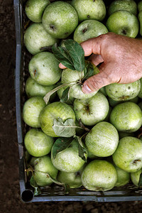 男人的手握着一个装有绿色西米伦卡苹果的盒子挑摘苹果概念图片