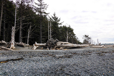 散落的漂浮木和各种海洋废弃物图片