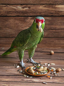 绿鹦鹉吃食物鹦鹉食物分图片