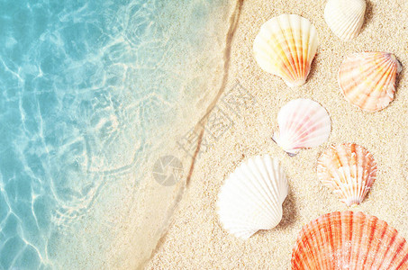 海水中夏季海滩的贝壳夏季背图片