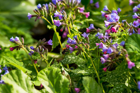 五颜六色的春天森林花粉红色和蓝色的花朵早春无斑点的肺草或萨福克肺草图片