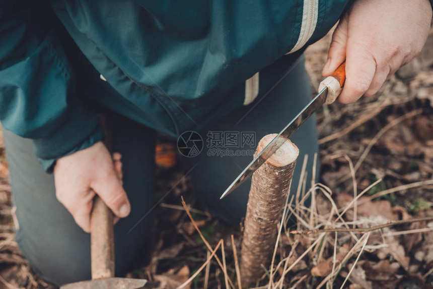 她用一把刀和一把锤子在新砍的年轻树上打裂图片