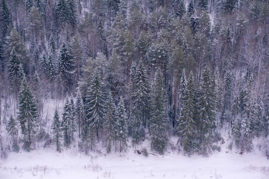 背景观雪冬林针图片