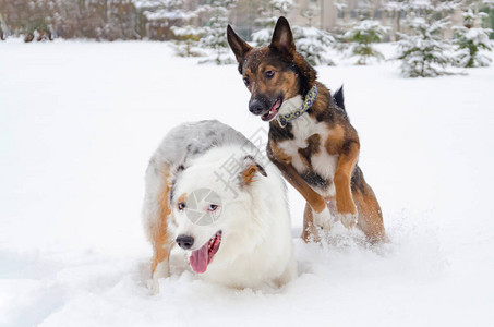 澳大利亚牧羊人狗互相玩耍冬天在户外散步如何保护你的宠物免受体图片