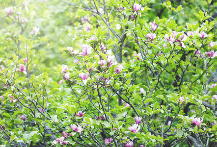 阳光下花园里嫩粉色的玉兰花图片