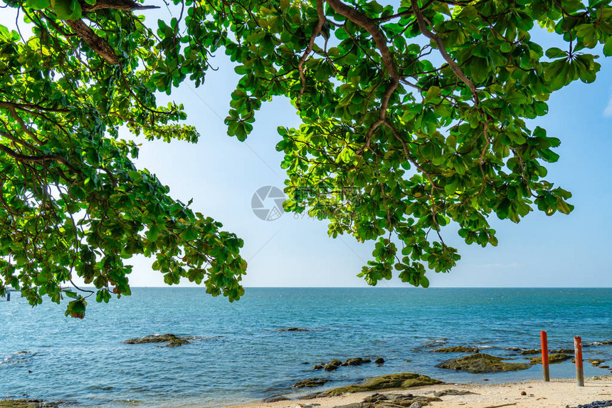 在热带海沙滩的伞树在海滩的暑假热带天堂海滩和天空的树枝和绿叶夏日风情自然背图片