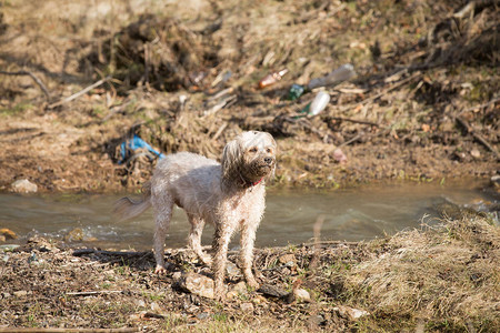 狗玩塑料瓶塑料污染图片