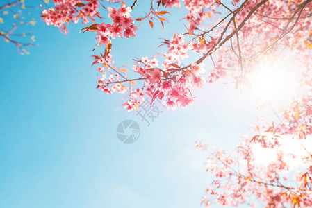 春天美丽的樱花樱花蓝图片