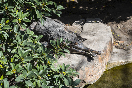 咸水鳄鱼Crocodylusporosus的特写照片图片