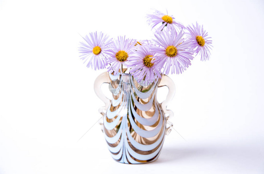白色背景上的玻璃花瓶里有一束带淡紫色花瓣的雏菊图片