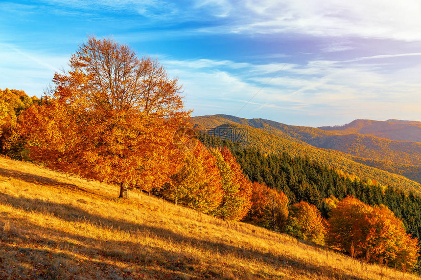 山上美丽的秋天森林红色和黄色的秋叶图片