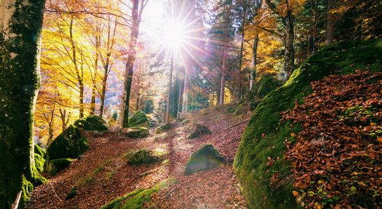 有秋天太阳光芒的森林图片