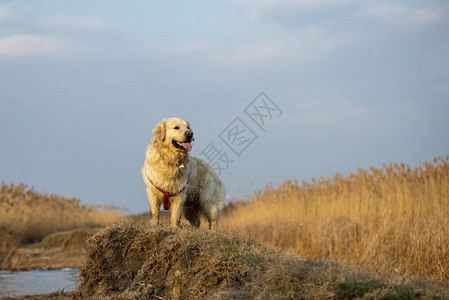 金毛猎犬的美丽肖像图片