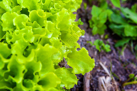 蔬菜田花园床上的绿叶莴苣沙拉的农田园艺背景与绿色莴苣植物有机健康食品图片