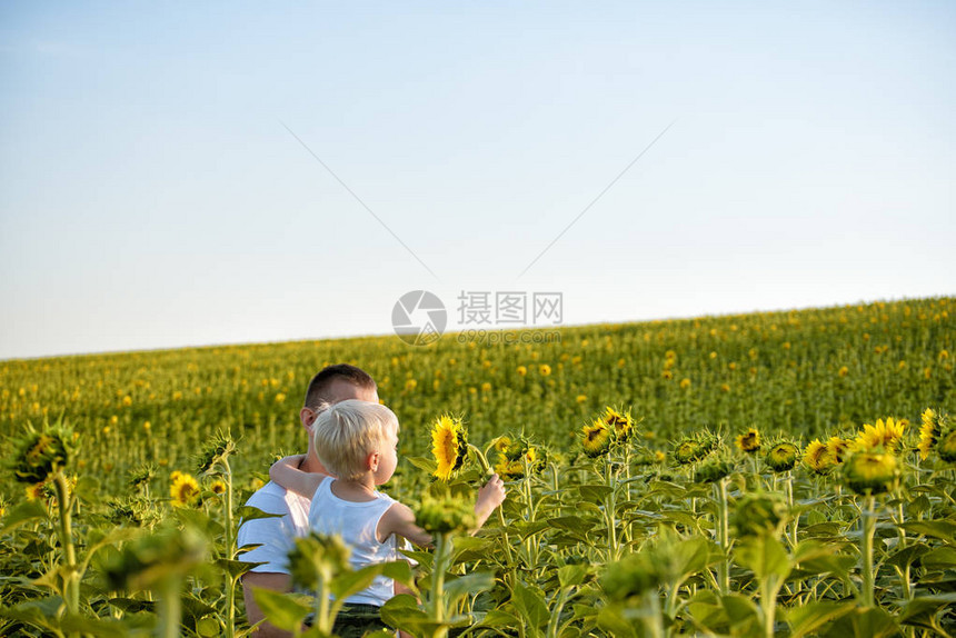 快乐的父亲和他的小儿子在他的怀里站在一片青绿的向日葵田图片