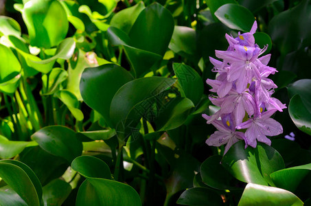 绿叶上晒着阳光的清新紫色花朵图片