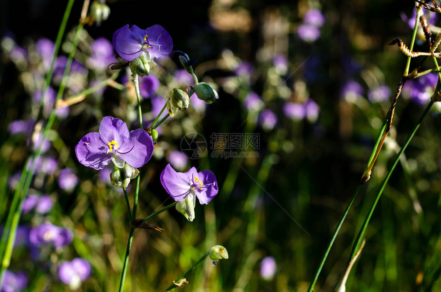 紫色Tradescantia或蜘蛛草花是野花可以吃和装饰在菜图片