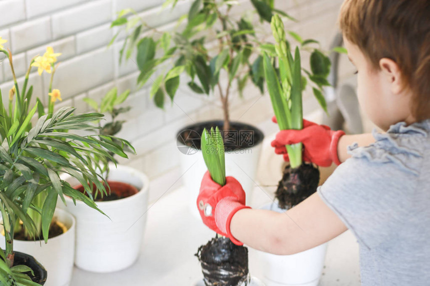 房间里有植物的小女孩园丁将花朵移植到花盆中一个戴着红手套的小女孩在家里种花园艺图片