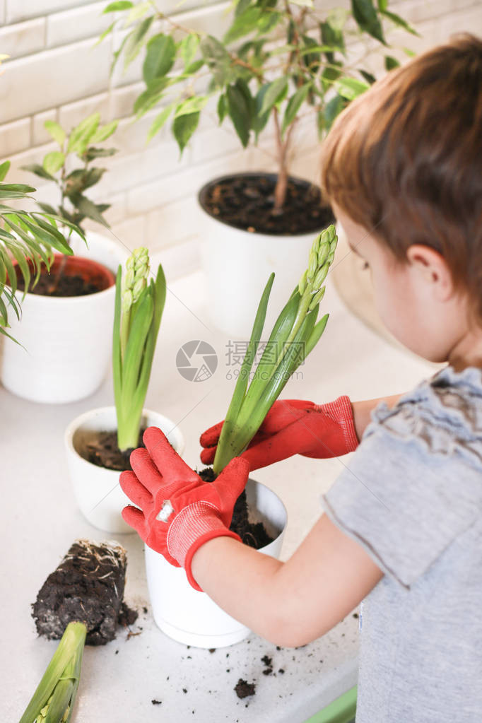 房间里有植物的小女孩园丁将花朵移植到花盆中一个戴着红手套的小女孩在家里种花园艺图片