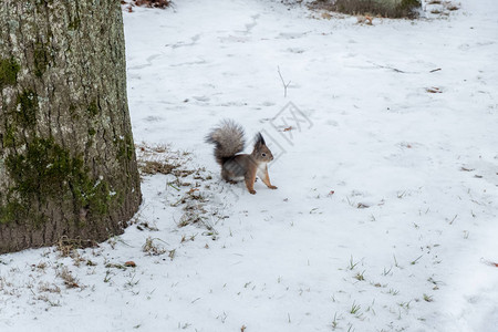 满地雪上的松鼠图片