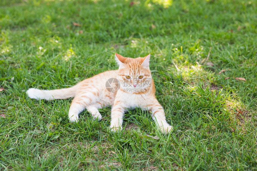 一个可爱的姜猫肖像躺在阳光明媚的青草原上在温图片