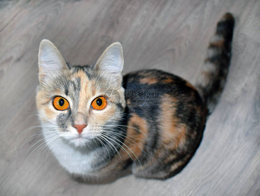 长着明亮橙色眼睛的可爱三色猫坐在地板图片