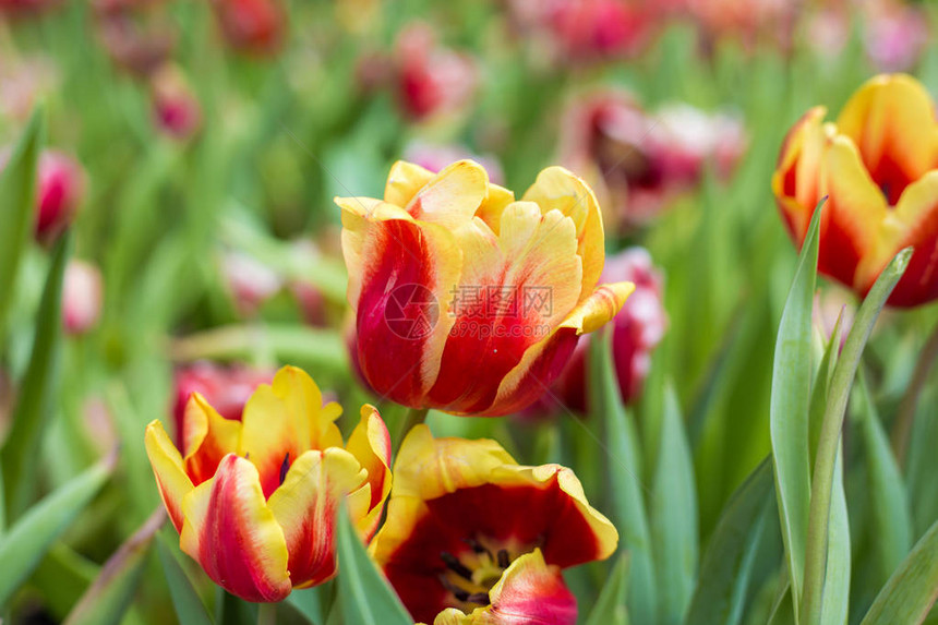 植物园中五颜六色的郁金香冬花自然装饰图片