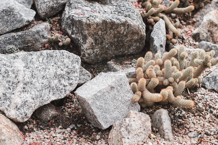 在石头之间生长仙人掌植物园的图片