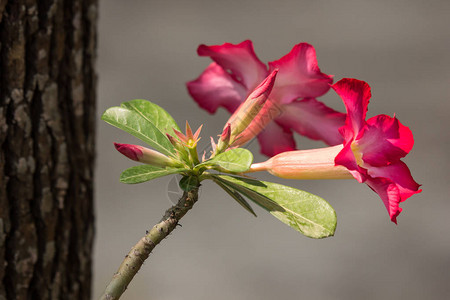 粉红色沙漠玫瑰花的特写背景图片