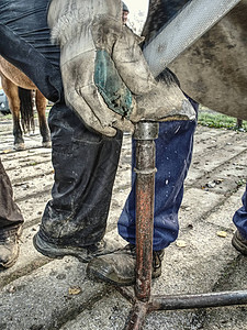 马蹄清洁铁匠使用锉刀蹄刀和蹄切钳图片