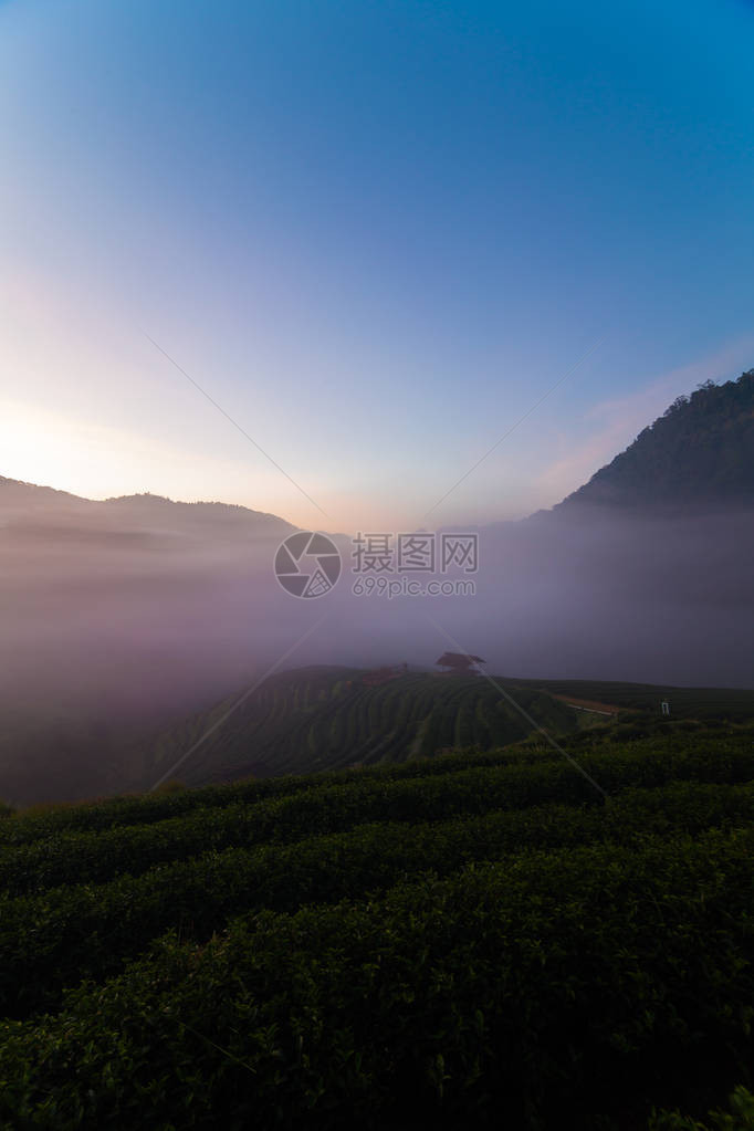 早茶田山雾中的自然景观日出图片