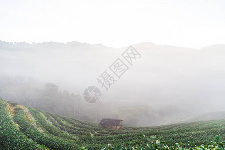 早上在山丘上种植茶叶田与雾图片