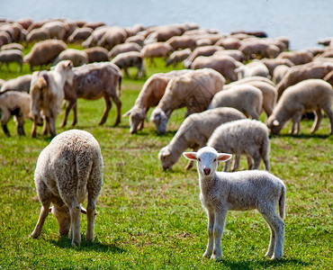 可爱的小羊在草坪上图片