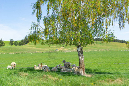 新西兰南岛农场白桦树荫下的小羊群和羔羊图片