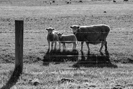 羊母绵女和两只羊羔透过栅栏朝向图片
