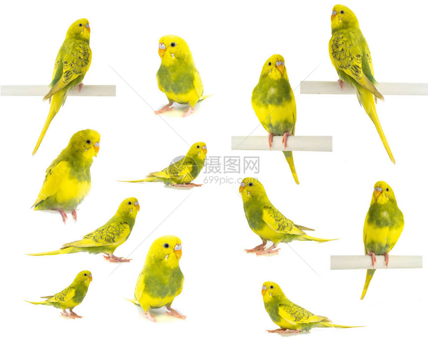 Wavy鹦鹉黄绿色白图片