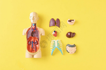 人类解剖模型内脏器官在黄色背图片