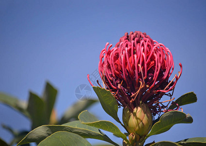 澳大利亚本地TelopeaShadyLady各种Walatah花种图片