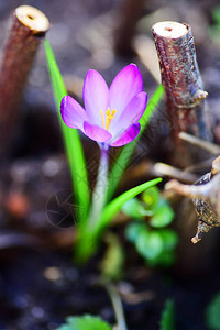 美丽的紫罗兰番红花春天的花朵图片