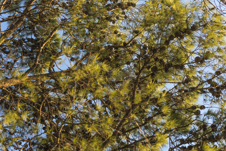 美丽的松树映衬着克罗地亚中图片