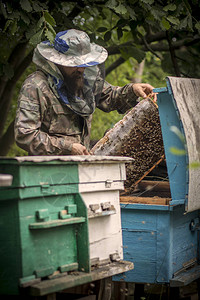 养蜂人得到蜜蜂的蜜梳子有蜜蜂的荨麻疹养蜂业正图片