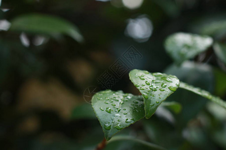 绿叶上的水滴特写镜头雨后湿叶图片