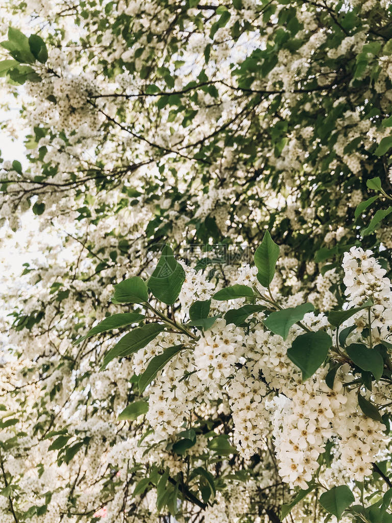 美丽的鸟樱桃树在春天植物园的阳光下绽放鸟樱桃树的绿枝上开着白花电话照图片