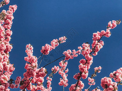 美丽的粉红色樱花在蓝天的树枝上图片