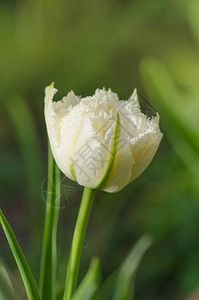 白色纯郁金香特写美丽的白色郁金背景图片