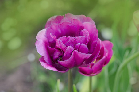 紫色郁金香花有紫色郁金香的字段紫图片