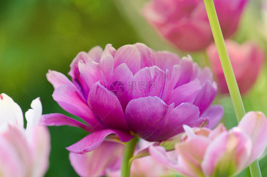 春月花朵郁金香美丽的紫色郁图片