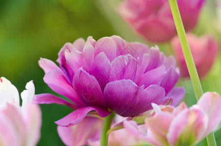 春月花朵郁金香美丽的紫色郁图片